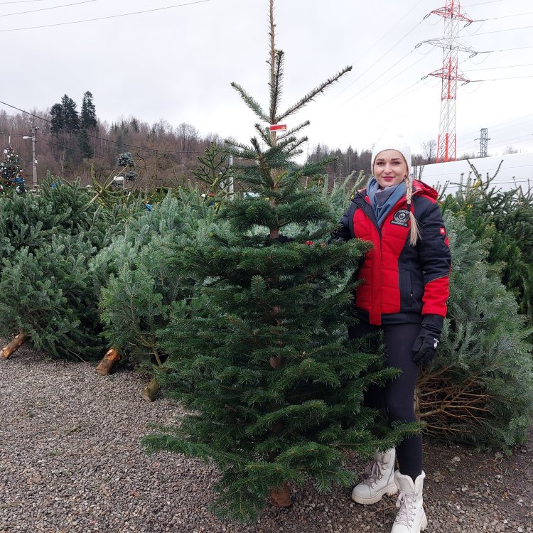 Normandská jedľa (Abies Nordmanniana) - výška 160-240 cm, rezaná